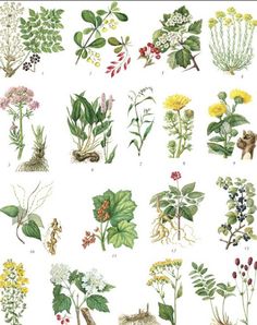 Полезные растения - Screenshot 3