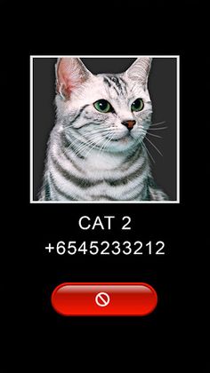 Joke Video Call to Cat - Screenshot 4