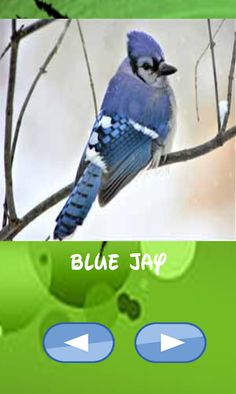 Birds, guess which one catches - Screenshot 2