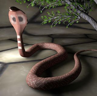 Cobra jigsaw puzzles games - Screenshot 3