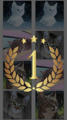 MemoCats - Screenshot 2