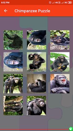 Chimpanzee Puzzle - Screenshot 4