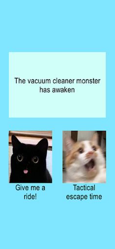 Which cat are you - Screenshot 3