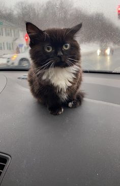 Котик Чмоня - Screenshot 1