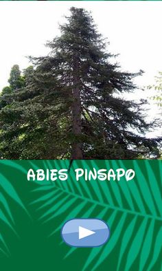 Trees, which one is hiding - Screenshot 1