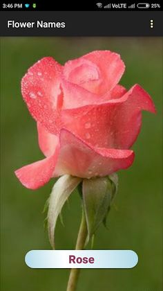 Flower Names - Screenshot 2