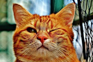 Funny cats jigsaw puzzles - Screenshot 1