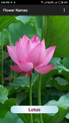 Flower Names - Screenshot 3