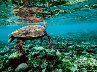 Underwater jigsaw puzzles game - Screenshot 3