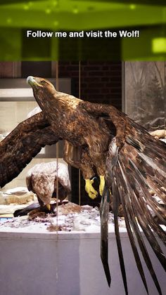 Nya Djur - Screenshot 1