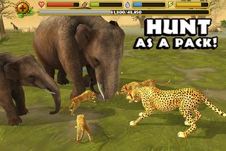 Cheetah Simulator - Screenshot 1