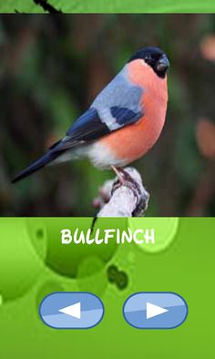 Birds, guess which one catches - Screenshot 1