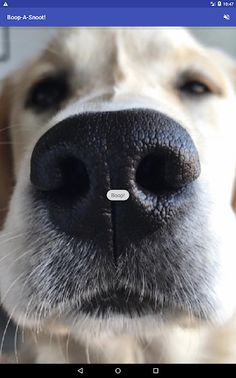 Boop A Snoot! - Screenshot 4