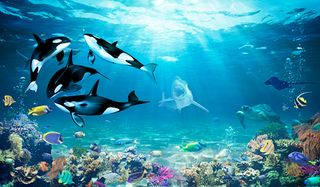 Real Killer Whale : Orca Game - Screenshot 2