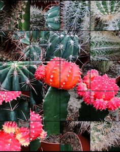 Quebra-Cabeça de Cactos - Screenshot 4