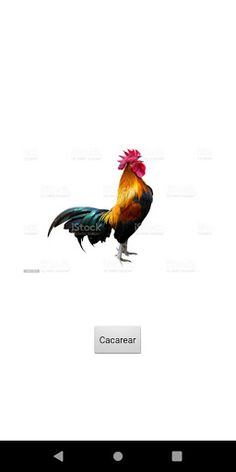 gallo - Screenshot 1