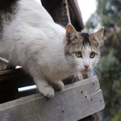 M-E-O-W - Screenshot 1