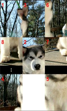 Rompecabeza de Cachorros - Screenshot 4