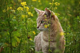 Cats jigsaw puzzles kittens - Screenshot 2