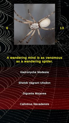 Arachnophobia Spider Quiz - Screenshot 3