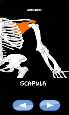 Skeleton bones, guess what is - Screenshot 3