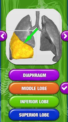 Human Body Anatomy Quiz - Screenshot 4