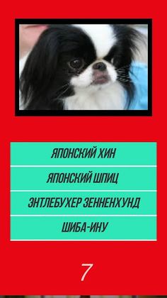 Викторина угадай породу dog со - Screenshot 2