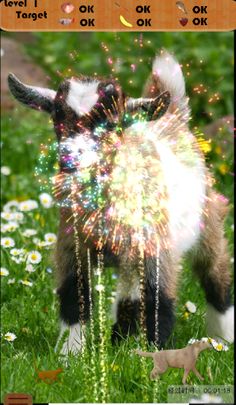 Pet Bubble - Screenshot 3