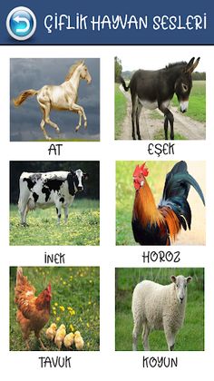 Eğitici Ve Öğretici Hayvan Ses - Screenshot 3