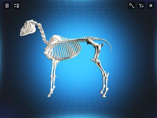 Bone Viewer - Horse Skeleton - Screenshot 1