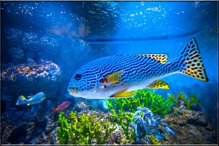 Jigsaw Puzzles Sea - Screenshot 3