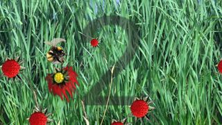 Bumblebee Jumper - Screenshot 2