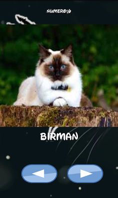 Cat breeds, which one is hiden - Screenshot 1