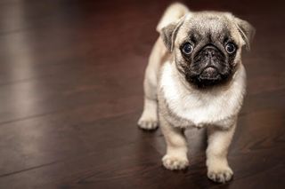 Pugs jigsaw puzzle dogs - Screenshot 1