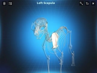 Bone Viewer - Cat Skeleton - Screenshot 3