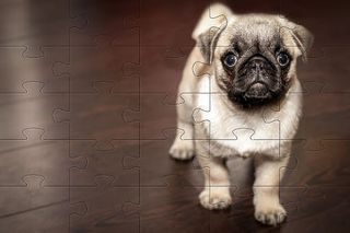 Pugs jigsaw puzzle dogs - Screenshot 2