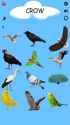 Birds - Learning Birds - Screenshot 2