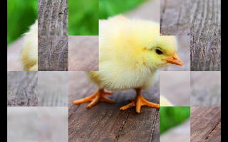 Lovely Bird Puzzles - Screenshot 3