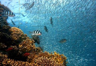 Underwater jigsaw puzzles game - Screenshot 2