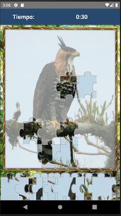 Rompecabezas de Pajaros - Screenshot 4