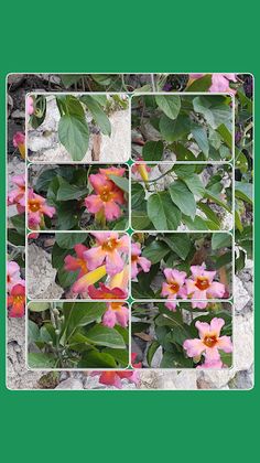 Vistalgy® Puzzles - Screenshot 4