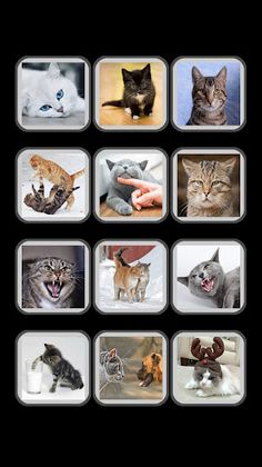 Звуки кошек: мурчание, мяу кот - Screenshot 1