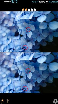 Find 5 Differences - Flowers - Screenshot 1