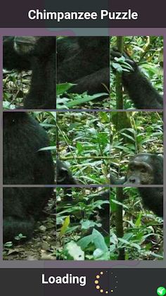 Chimpanzee Puzzle - Screenshot 2