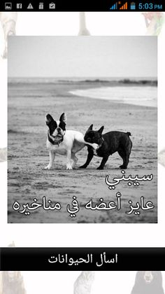 اسأل الحيوانات المُضحكة - Screenshot 3