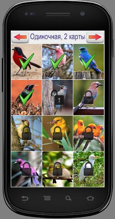 Игра на память. Птицы. 6+ - Screenshot 1