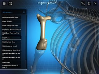 Bone Viewer - Ox Skeleton - Screenshot 2