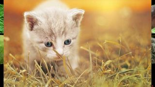 Baby Animal Sounds for Parents - Screenshot 2