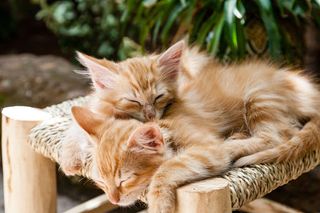 Kittens Jigsaw Puzzles - Screenshot 3