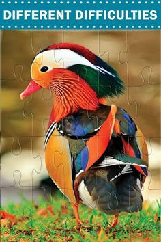 Amazing Birds - Jigsaw Puzzles - Screenshot 2